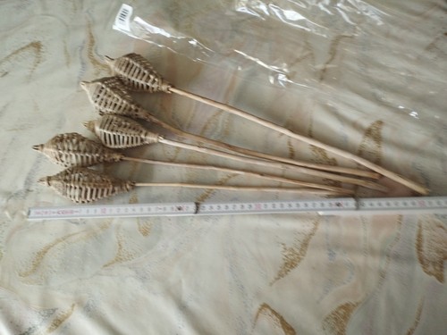 Exoten schote stiel - schote, holz