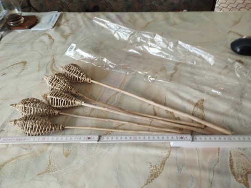 Exoten schote stiel holz - exoten,