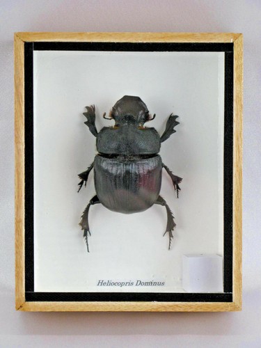 Heliocopris dominus echtes - dominus,